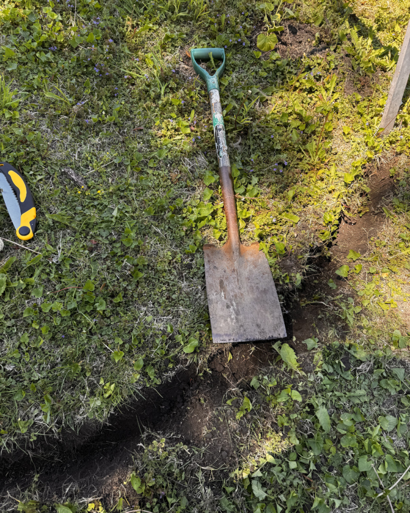 Vertical Pumpkin Gardening - shovel, and the trench it dug