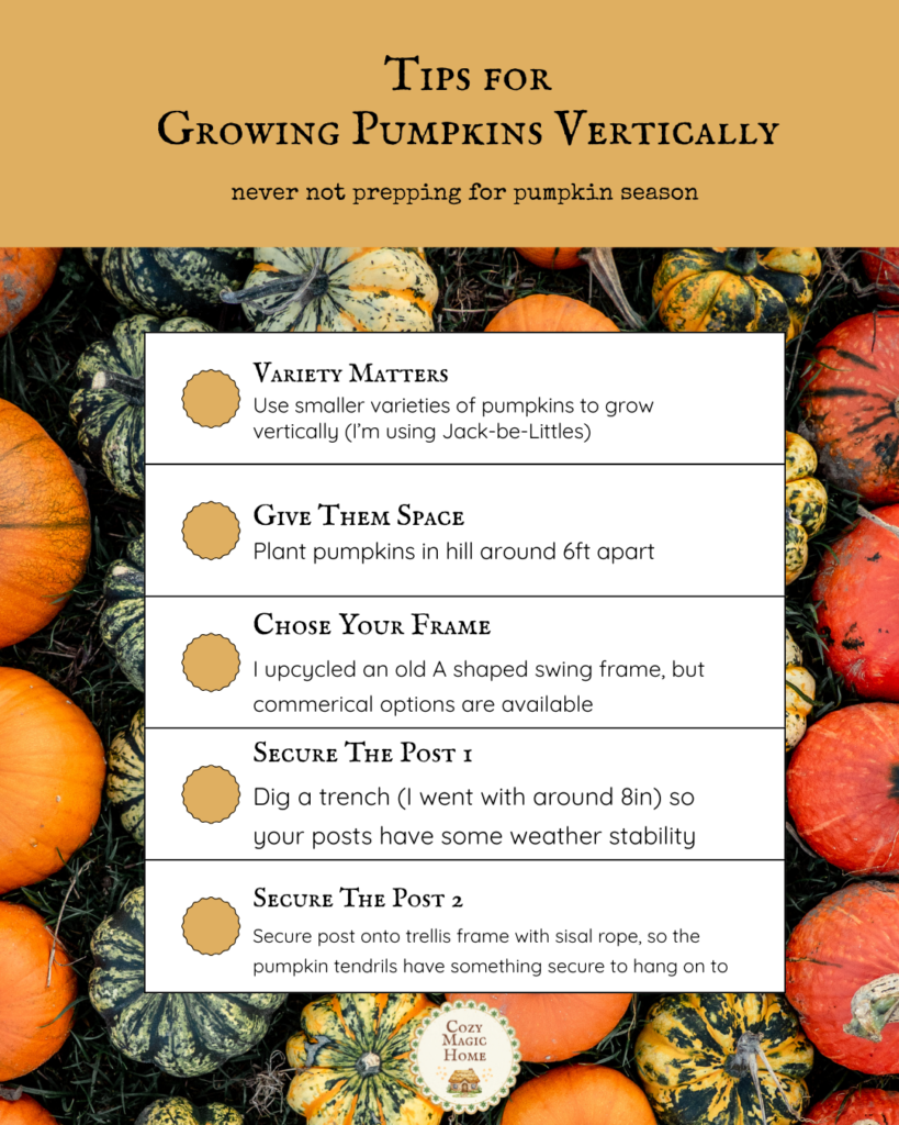 Vertical Pumpkin Gardening - At a glance image, tips for growing pumpkins vertically