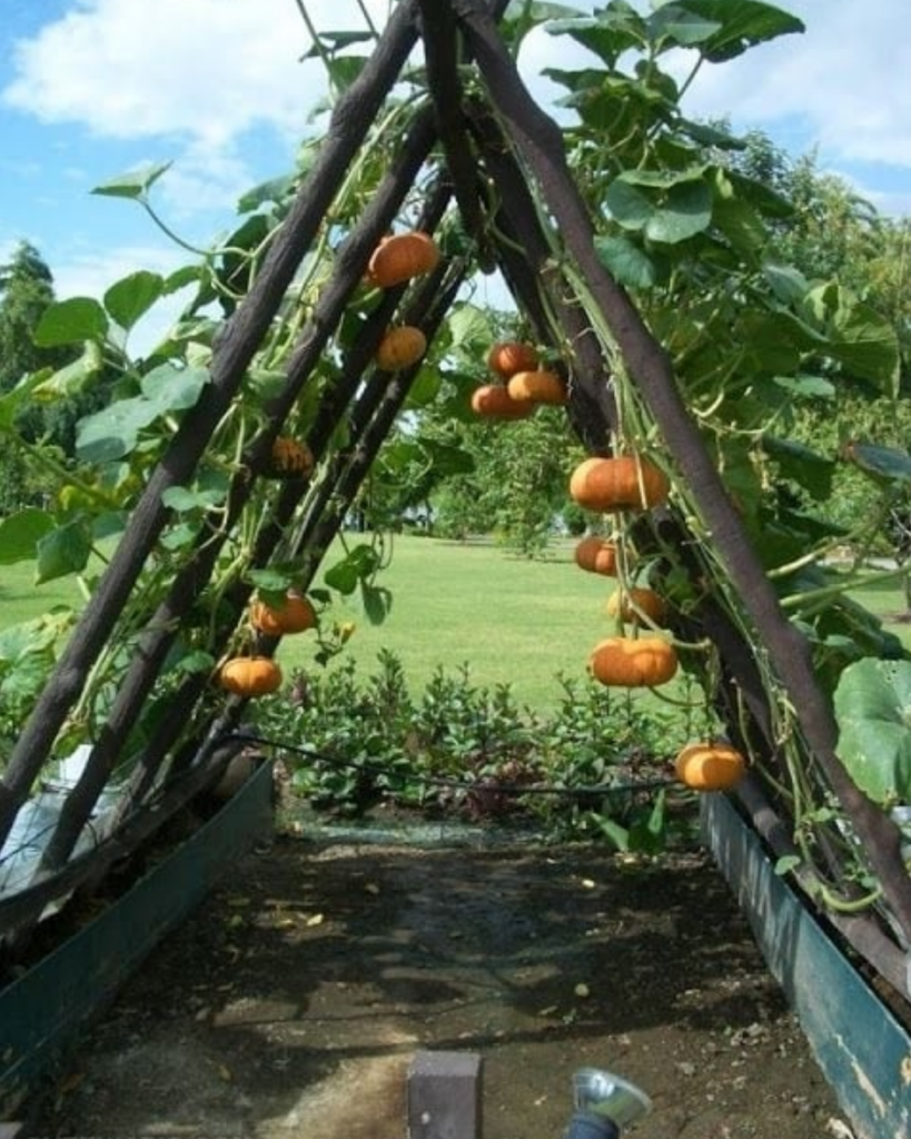 Vertical Pumpkin Gardening - inspiration for natural trellis, caption has source
