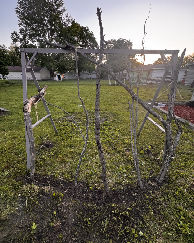 Vertical Pumpkin Gardening - my rustic looking trellis, with gnarled branches and an old garden swing A frame