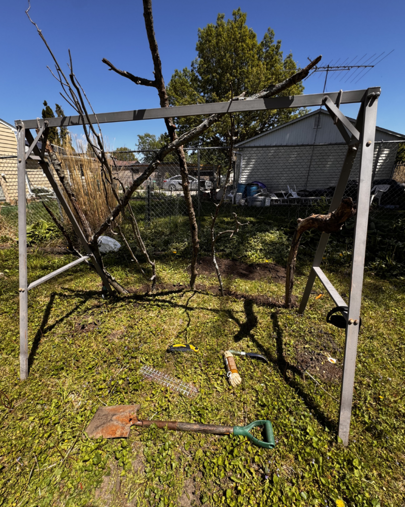 Vertical Pumpkin Gardening - positioning of branches before I tied them down