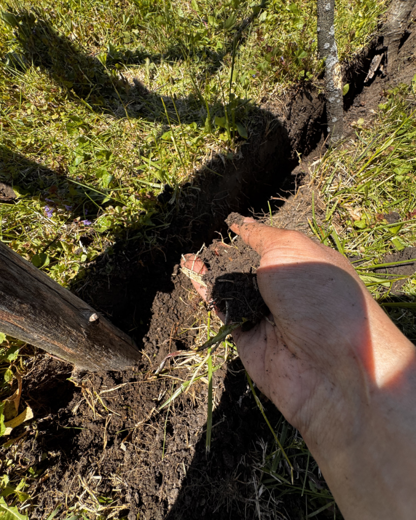Vertical Pumpkin Gardening - putting soil back in trench