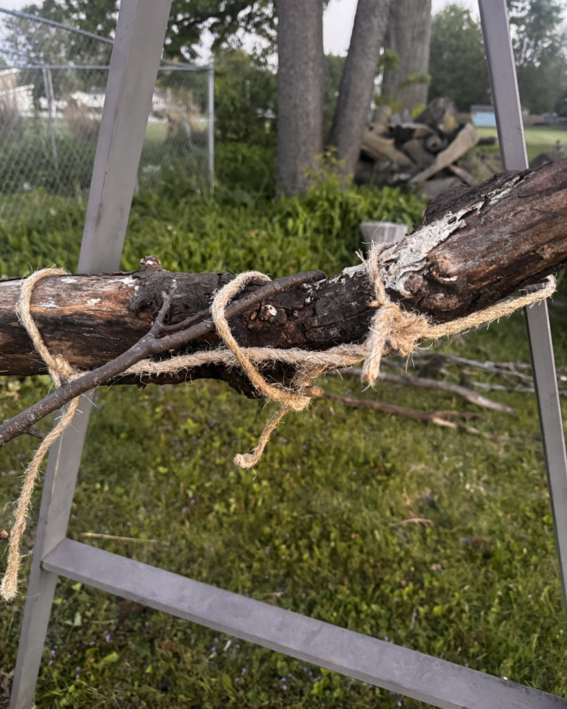 Vertical Pumpkin Gardening - a branch tied with sisal rope