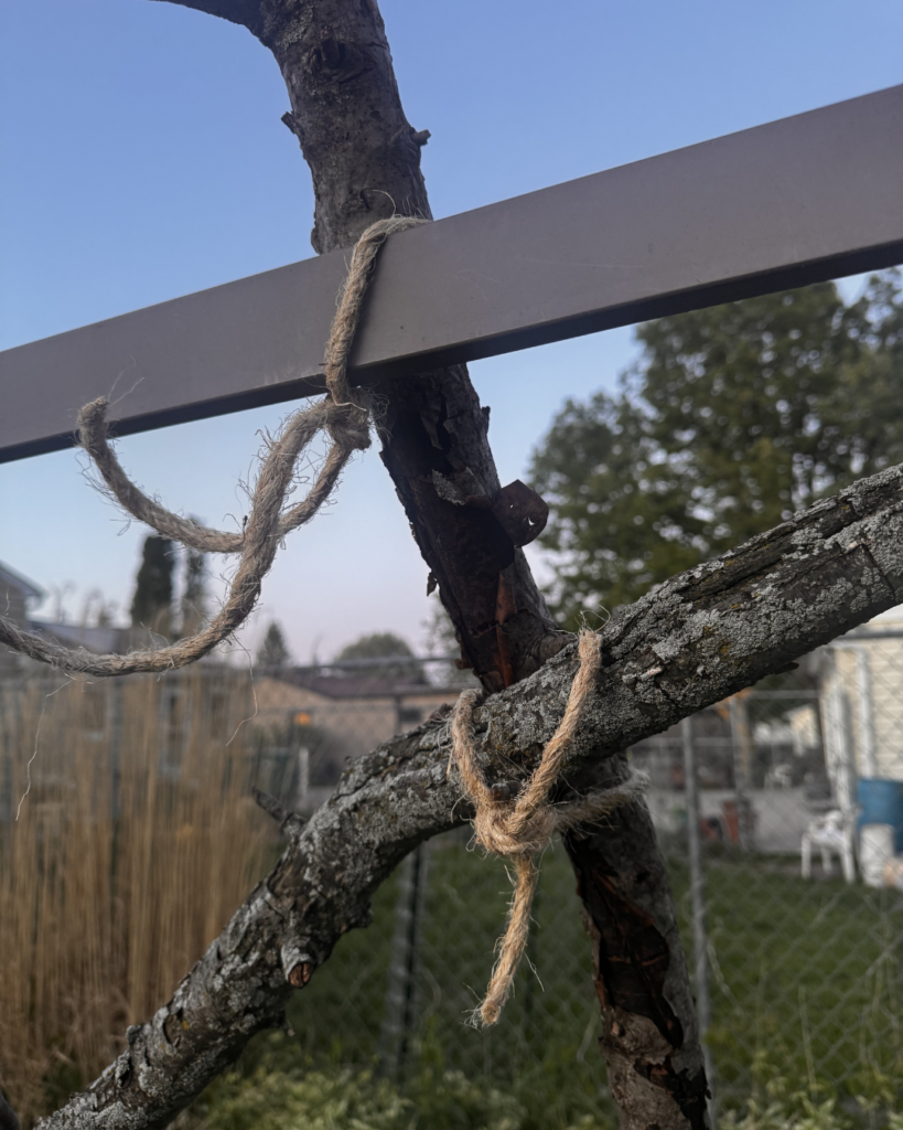 Vertical Pumpkin Gardening - another branch tied with sisal rope